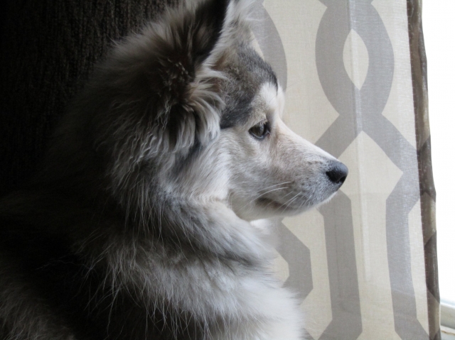 teddyportrait1.jpg