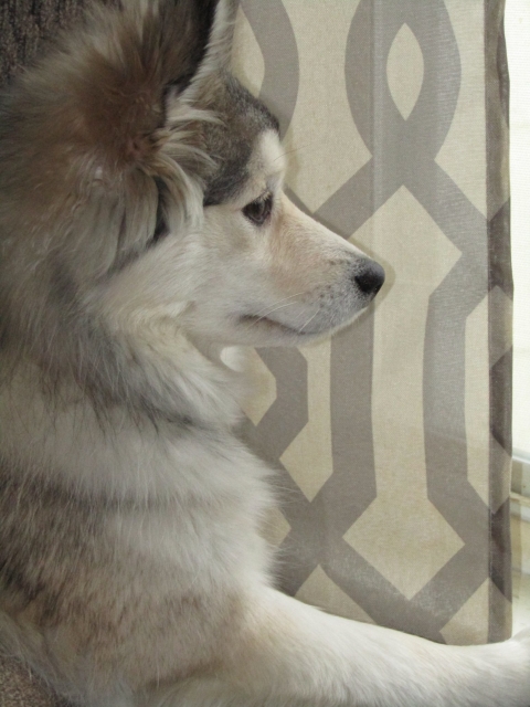 teddyportrait4.jpg