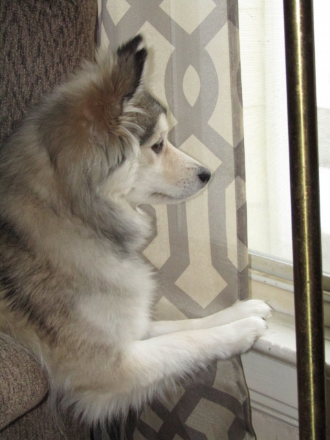 teddyportrait5.jpg
