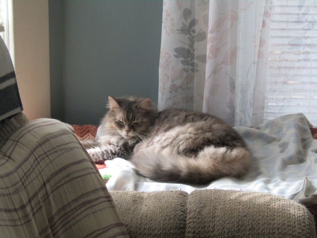 vacpets04.jpg