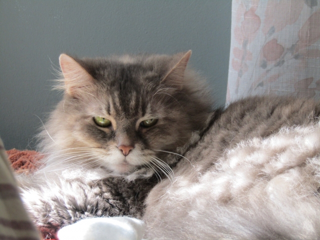 vacpets06.jpg