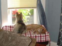 animals52501.jpg