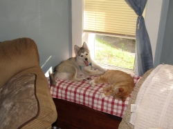 animals52502.jpg