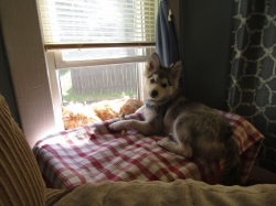 animals61204.jpg