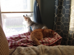 animals61205.jpg