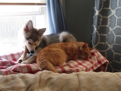 animals61207.jpg