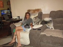 dogsit1.jpg