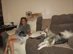 dogsit2.jpg