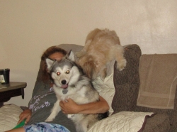 dogsit3.jpg