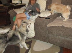 dogsit4.jpg