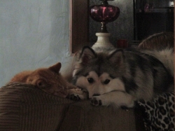 halpets01.jpg