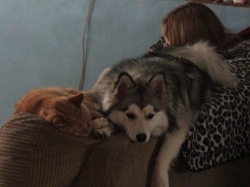 halpets02.jpg