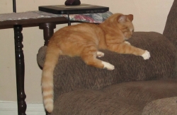halpets04.jpg