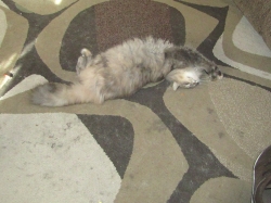 halpets06.jpg