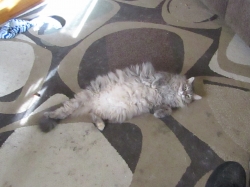 halpets07.jpg