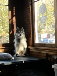 halpets08.jpg