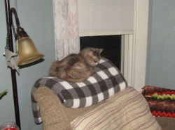 halpets09.jpg