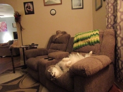pets111301.jpg