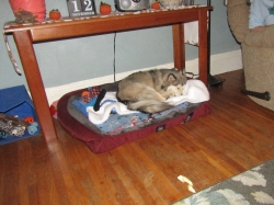 pets111302.jpg