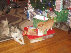 pets122002.jpg