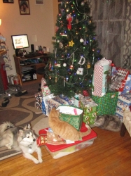 pets122003.jpg