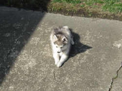 pets41902.jpg
