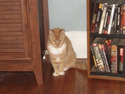 pets41906.jpg