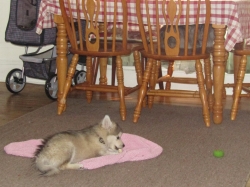 pets41907.jpg