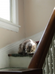pets52401.jpg