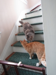 pets52402.jpg