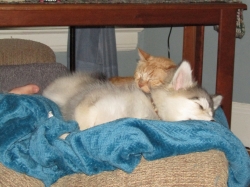 pets52403.jpg