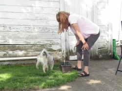 pets52406.jpg