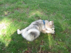 pets52407.jpg