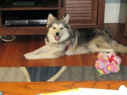 pets702.jpg