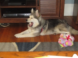 pets703.jpg