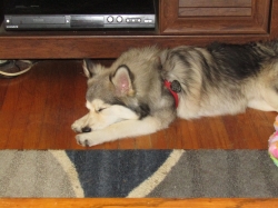 pets704.jpg