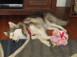 pets705.jpg