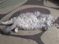 pets707.jpg