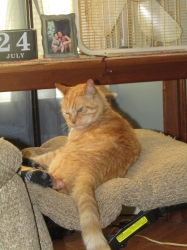 pets709.jpg
