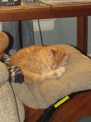 pets711.jpg