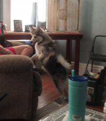 pets712.jpg
