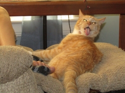 pets713.jpg