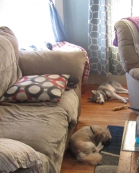 petsjune02.jpg