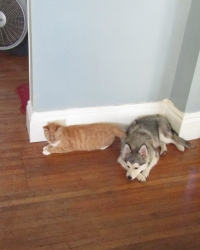 petsjune03.jpg