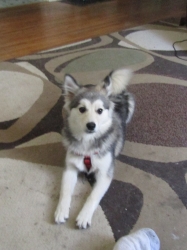 petsjune06.jpg