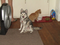 petsjune07.jpg