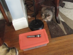 petsjune08.jpg