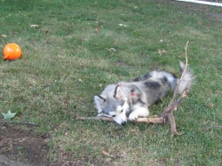 petsjune12.jpg