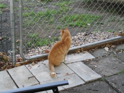 petsjune13.jpg