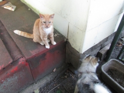 petsjune16.jpg